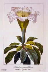 Kelchrebe, 1836
